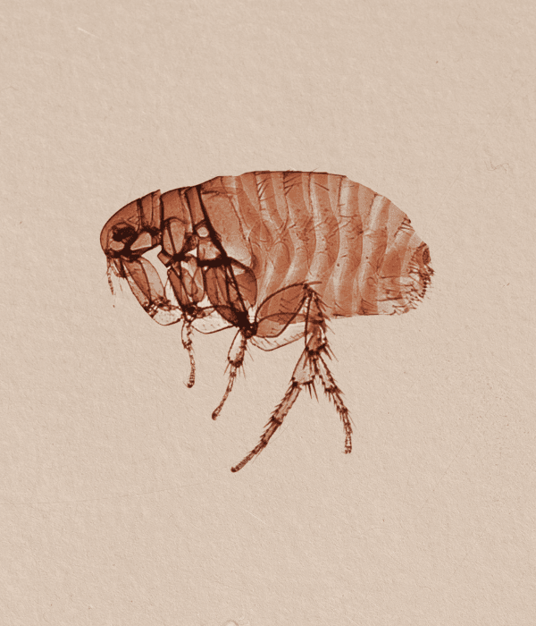 Chicken fleas (Echidnophaga gallinacea)
