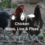 Chicken Mites, Lice, Fleas (Symptoms, Treatment, Prevention)