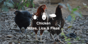 Chicken Mites, Lice, Fleas (Symptoms, Treatment, Prevention)