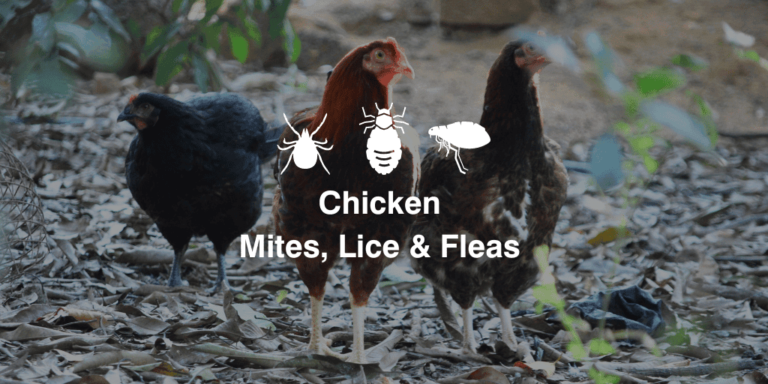 Chicken Mites, Lice, Fleas (Symptoms, Treatment, Prevention) 3 Chicken Mites, Lice, Fleas (Symptoms, Treatment, Prevention)