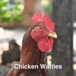 Chicken Wattles: Everything You Need to Know