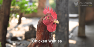 Chicken Wattles: Everything You Need to Know