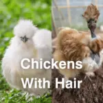 21 Chickens With Hair on Their Head, Back and Legs
