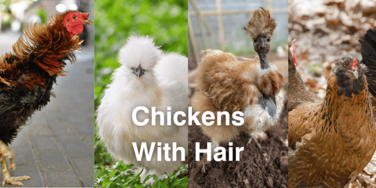 15 Chickens That Look Like They Have Hair: Crests, Beards &Amp; Fluffy Feathers 2 21 Chickens With Hair on Their Head, Back and Legs