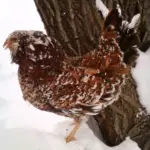 Russian Orloff Chickens: All About This Cold Hardy & Rare Breed