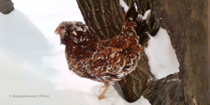 Russian Orloff Chickens: All About This Cold Hardy & Rare Breed