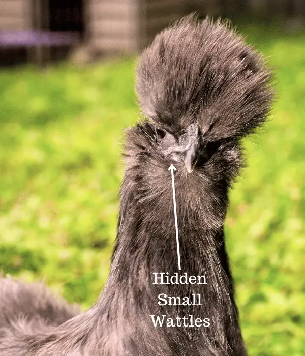 hidden small size wattles in Silkie chickens