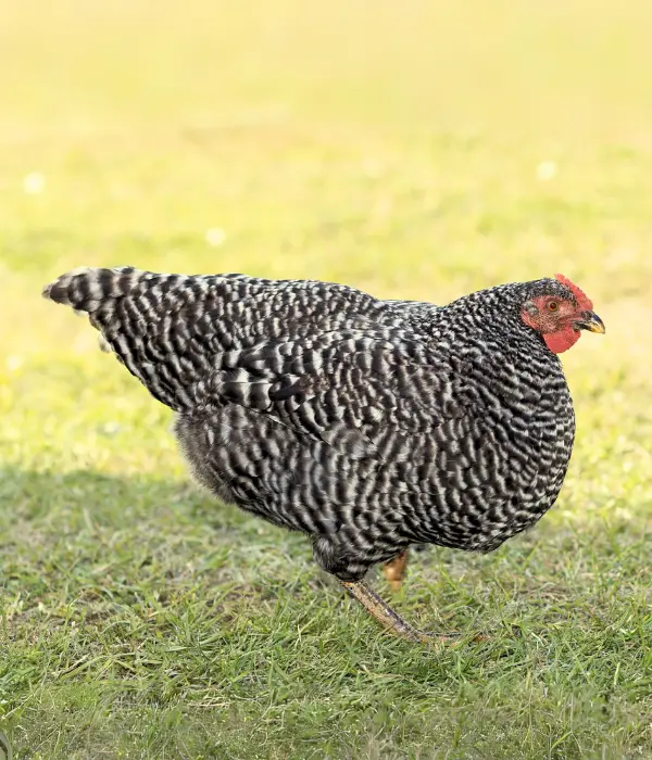 Dominique chicken hen