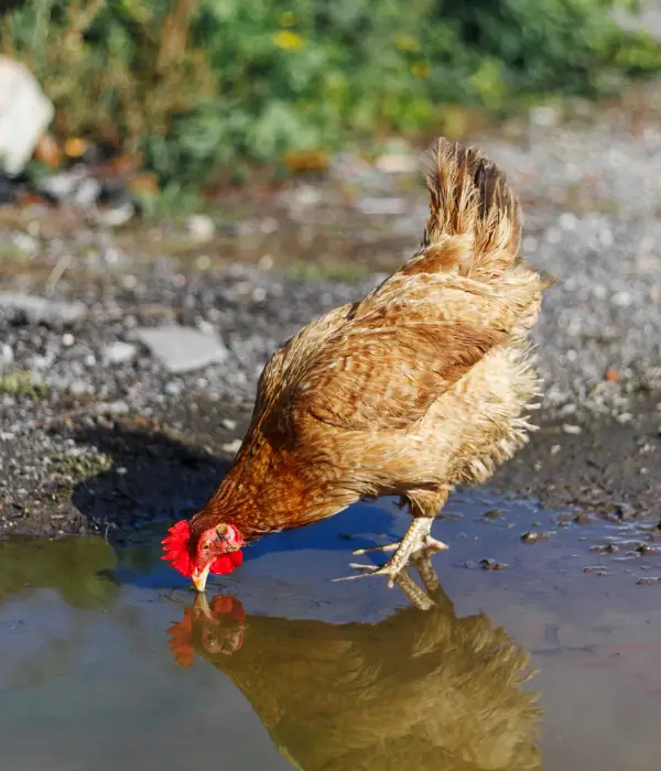 lack of water for chickens