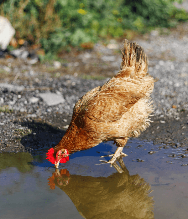 What Killed My Chicken? Sudden Death Causes &Amp; What To Check 4 Chicken near open water