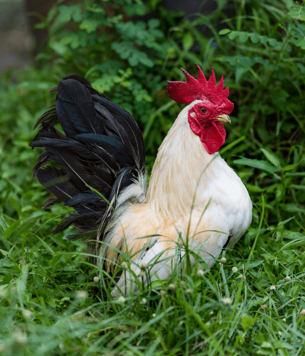 What Killed My Chicken? Sudden Death Causes &Amp; What To Check 6 Rooster walking in a backyard garden