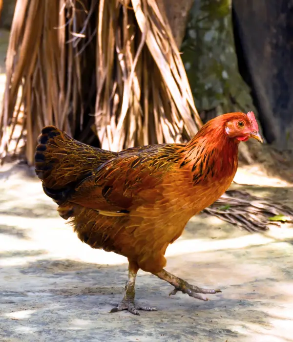welsummers are one of the good broody chicken breeds