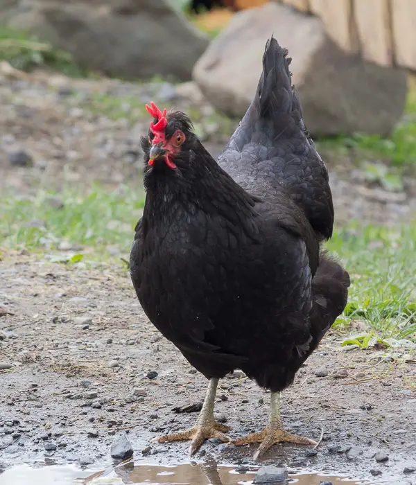 Australorps are one of the good broody chicken breeds