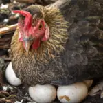 29 Best Broody Chicken Breeds for Hatching Eggs (With Pictures)