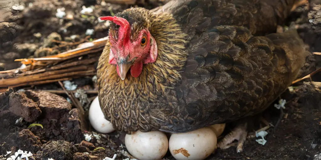 29 Best Broody Chicken Breeds for Hatching Eggs (With Pictures)