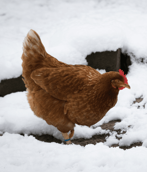 What Killed My Chicken? Sudden Death Causes &Amp; What To Check 5 Chicken foraging in snow during cold weather