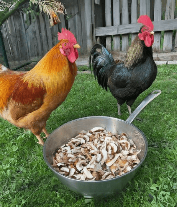 Plain cooked mushrooms prepared for chickens