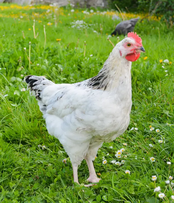 a light sussex hen or pullet