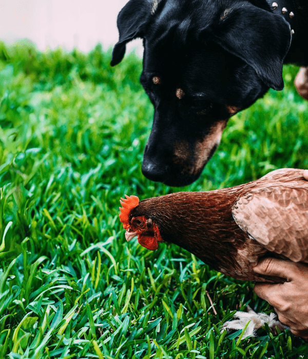 What Killed My Chicken? Sudden Death Causes &Amp; What To Check 3 Dog near backyard chickens
