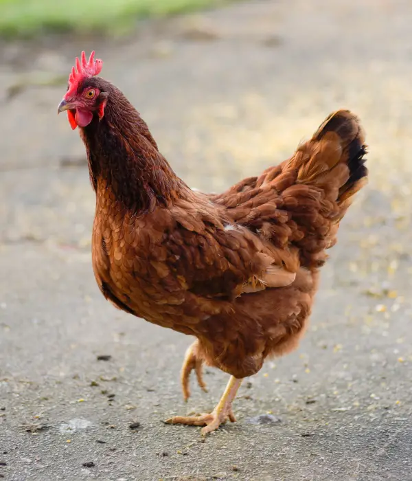 rhode island reds are one of the good broody chicken breeds