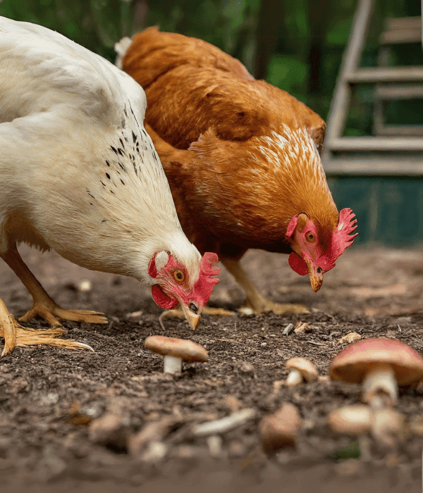 Two chickens foraging near a wild mushroom