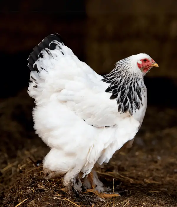 Brahmas are one of the best broody chicken breeds