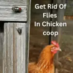 Ways to get rid of flies in chicken coop