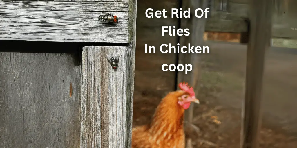 Ways to get rid of flies in chicken coop