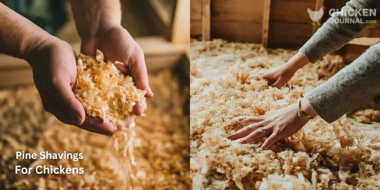 Pine Shavings For Chickens: Pros, Cons and Comparison