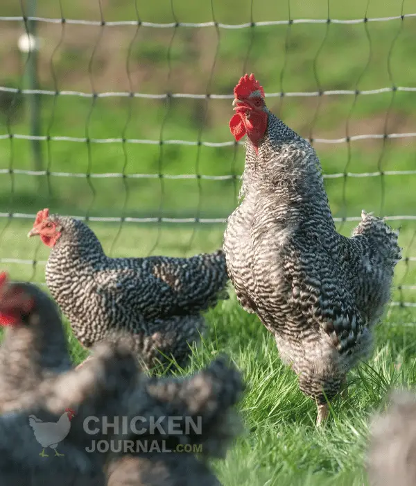 Pros of Raising Chickens in Pastures