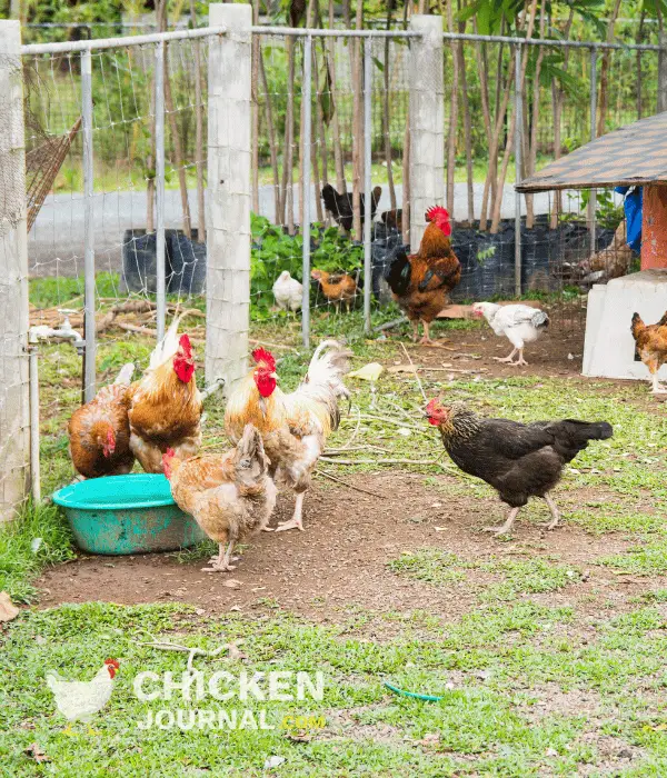 Step By Step Guide For Raising Pastured Chickens