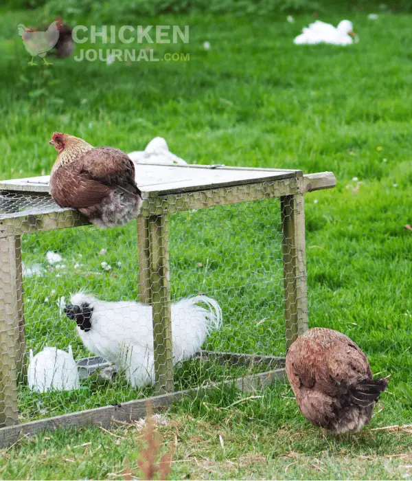 raising chickens on pasture and coop