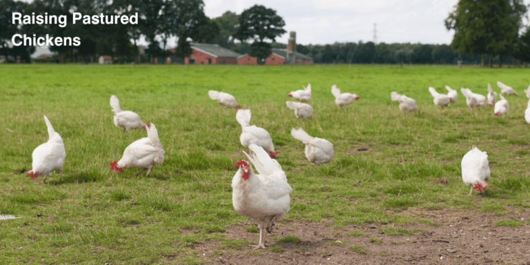 Pasture-Raised Chickens: Setup, Feed, Rotation & Safety