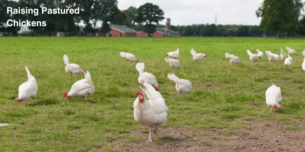 Raising Pastured Chickens: A Complete Guide