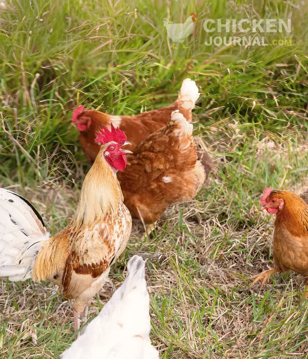 a rooster crowing and managing his hens