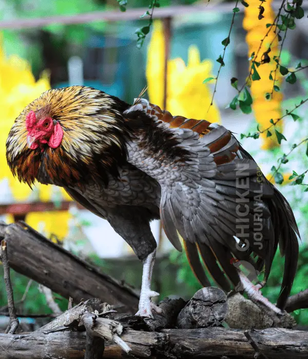 a rooster getting angry ready to fight