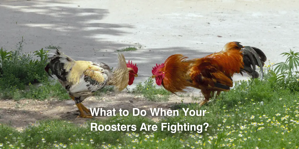 What to Do When Your Roosters Are Fighting?