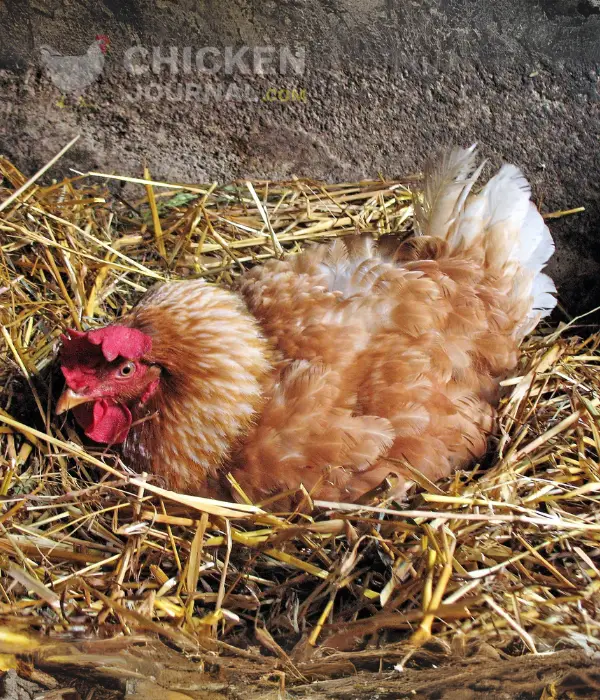 Broody Hen Showing Fluffed Up Feathers 