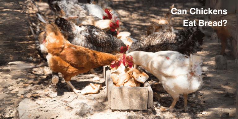 Can Chickens Eat Bread? How Much Is Safe & What to Avoid