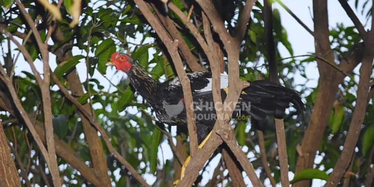 How to Stop Chickens from Sleeping on Trees at Night: A Complete Guide