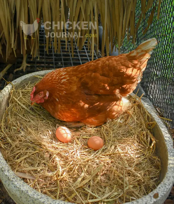 a broody hen sitting on eggs in a cement tub