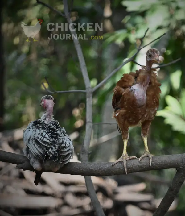 grey and buff naked neck turken pullets roosting tree