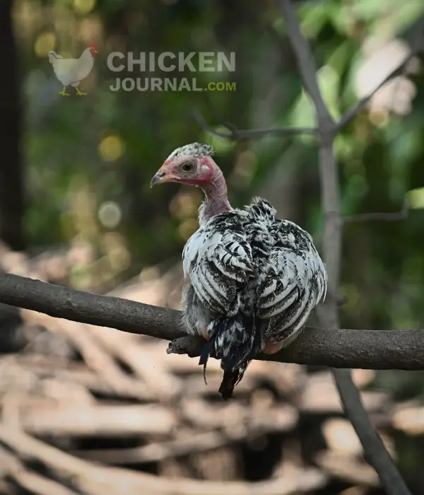 naked neck pullet resting perching on tree branch