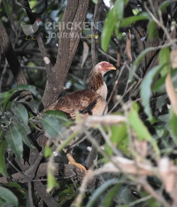 one of my hen roosting on the mango tree during night time