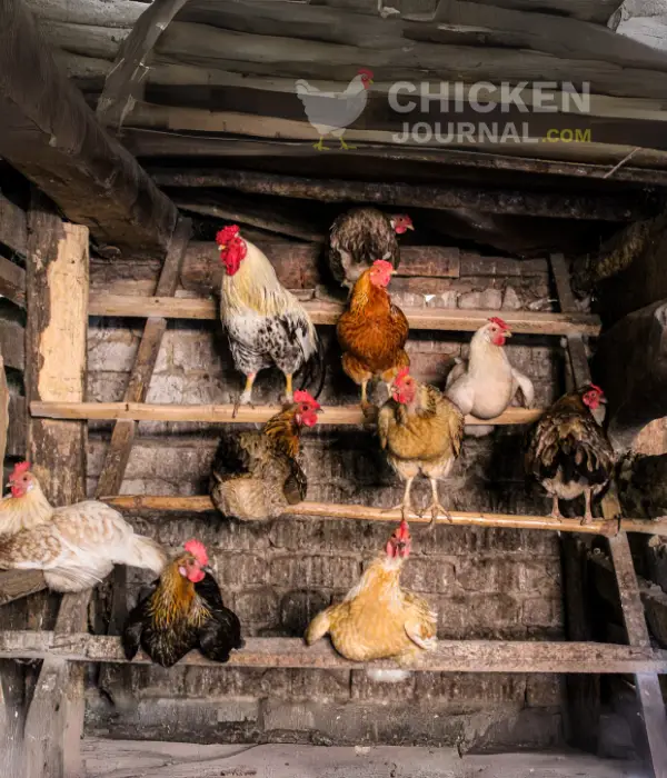 roosting bars or perches made of inside coop