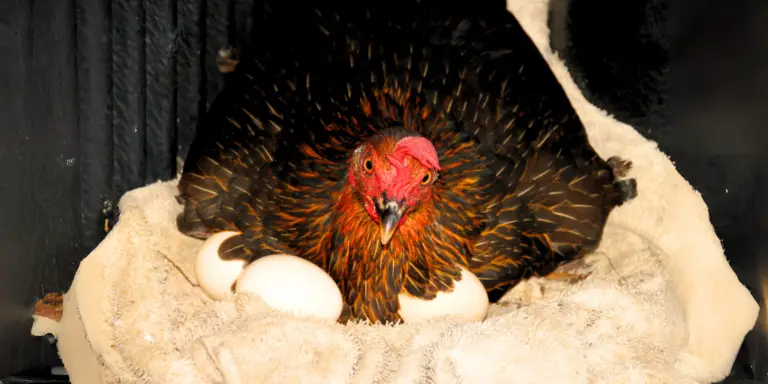 How to Take Care of a Broody Hen in Winter?