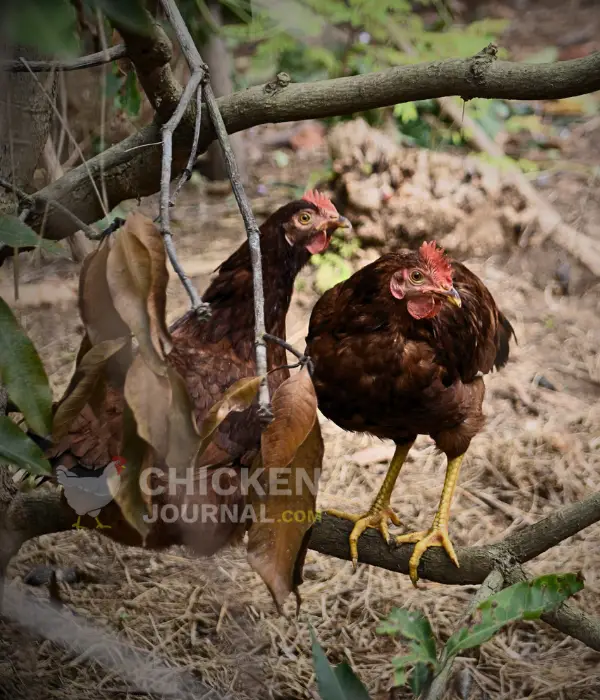 two buff hens roosting on a mango tree branch