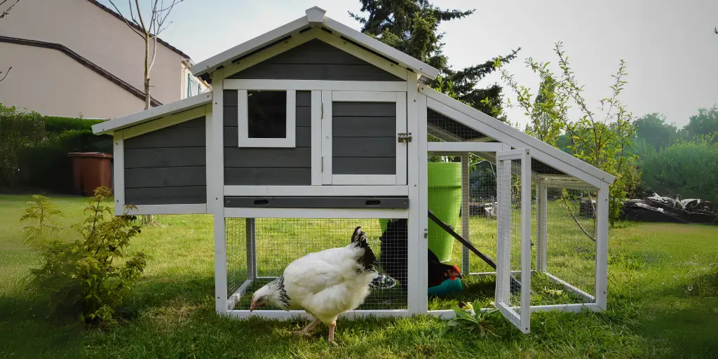 10 Best Chicken Breeds for Urban Backyards