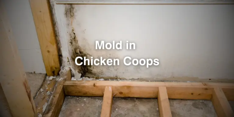 Mold in Chicken Coops: The Ultimate Guide to Prevention and Management