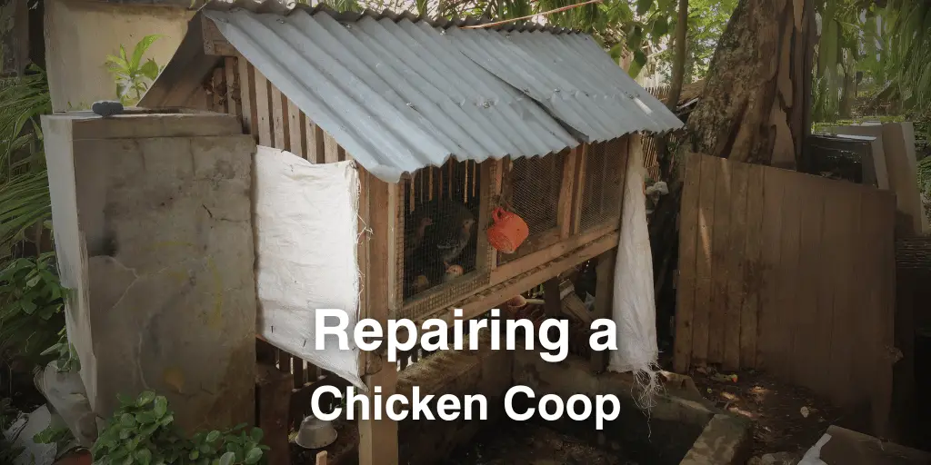 Repairing a Chicken Coop: When, Why, and How?